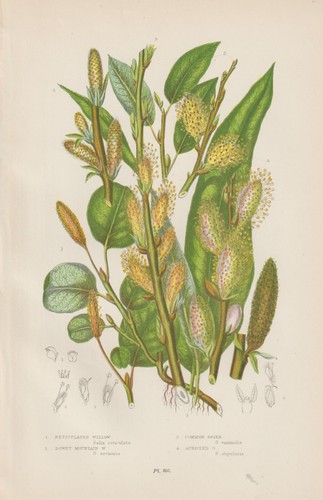 1905 pascoli diversi tipi - diversi,