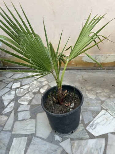 Pianta palma washingtonia - palma,