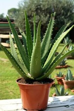 Aloe Vera 15cm Pianta
