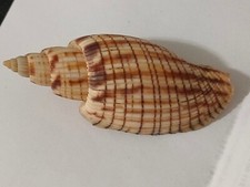 Conchiglia Shell Voluta CALLIPARA KURODAI  mm 85  Gem  Taiwan