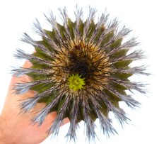 Uebelmannia pectinifera var