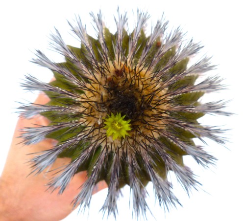 Uebelmannia pectinifera var