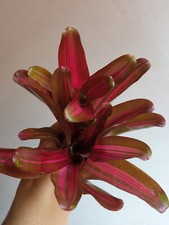 Neoregelia Anteia 1 Pianta