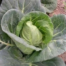 Cavolo Bacalan de Rennes -