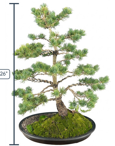 Japanese white pine bonsai - japanese,