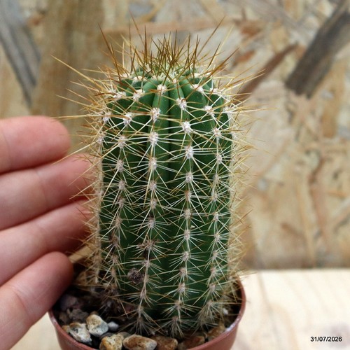 Echinocereus vaso 5 - sp.,