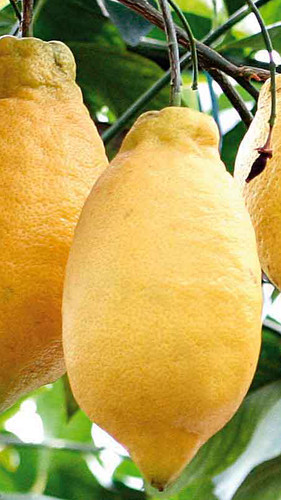 Pianta limone lunario - pianta, di