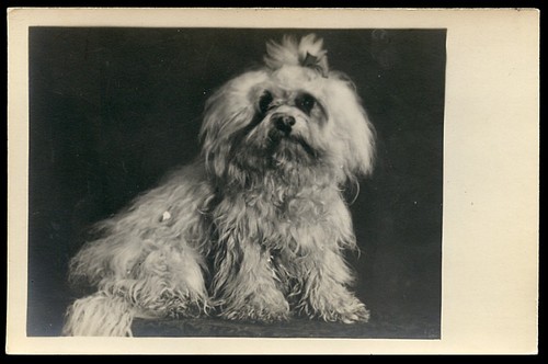 Maltese terrier bichon - terrier, /