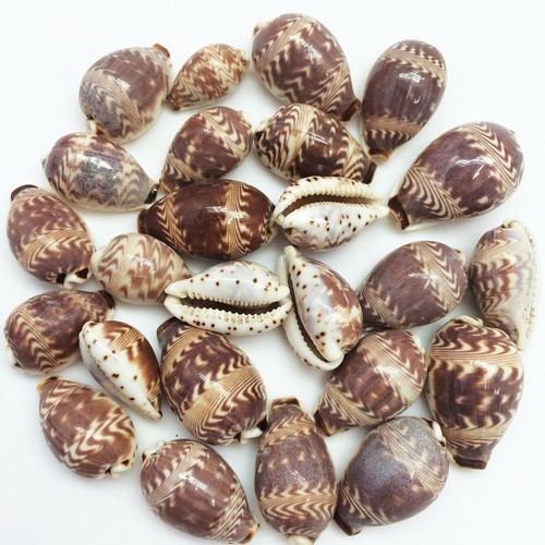 25pc day break cowry - day-break,
