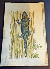 INCISIONE Salamandra MATTHIOLI