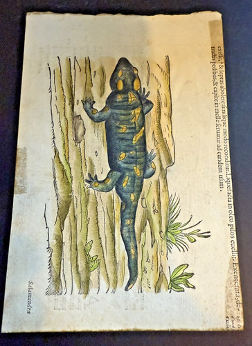 Salamandra incisione stampa