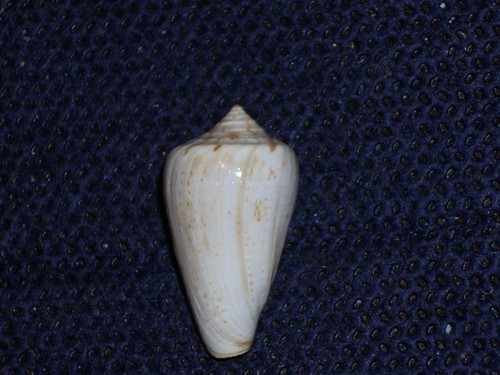 Conus vayssierei uncommon - vayssierei,