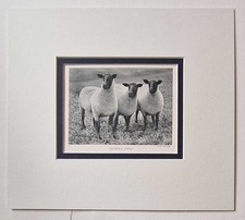 BABBAGE Suffolk Ewes, 1918