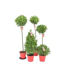 vero alloro speziato - Laurus