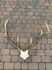 Corna di cervo, cervo, corna