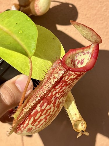 Nepenthes miranda - nepenthes,