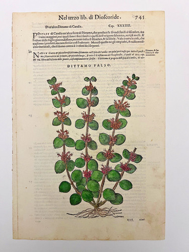 Mattioli xilografia 1500 - mattioli,