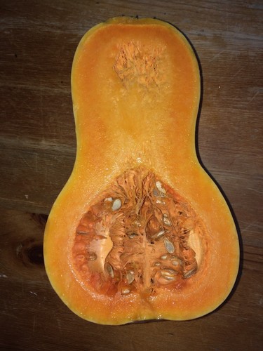 Semi zucca butternut - zucca, x