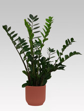 Pianta zamioculcas in - 1, di