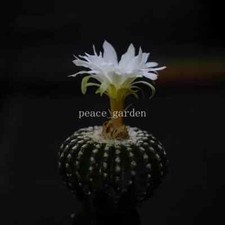 2PCS Discocactus Horstii