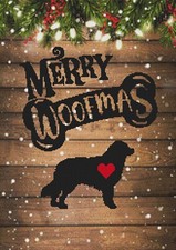 Pastore Australiano Cucciolo