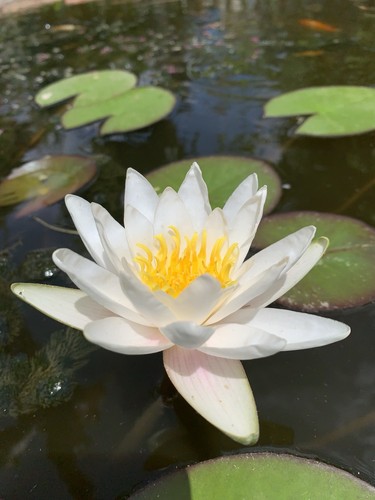 Ninfea con fiore bianco - ninfea,