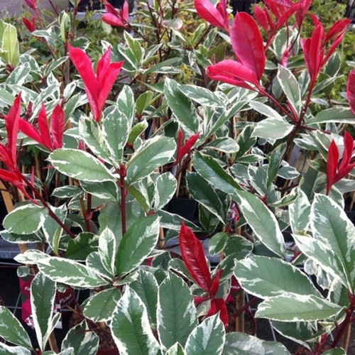 Pianta photinia variegata - photinia,