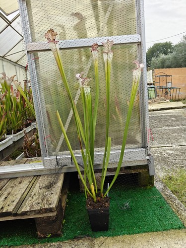Sarracenia leucophylla - #40,