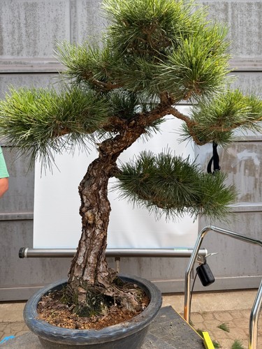 Bonsai pino nero - di,