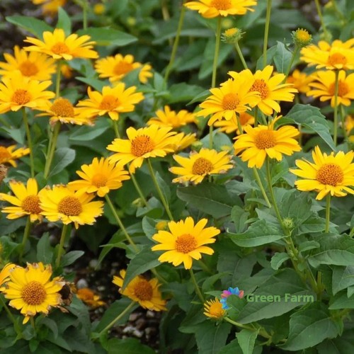 100 semi heliopsis - 100,