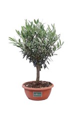 Bonsai di Olivo Ulivo Bonsai Bowl vero ornamentale bomboniera da interno esterno