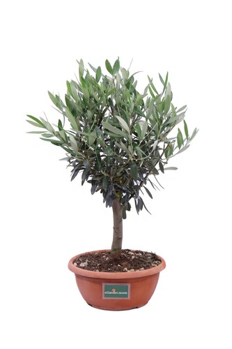Bonsai olivo ulivo - di,