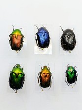 Entomology Taxidermy : Cetonia