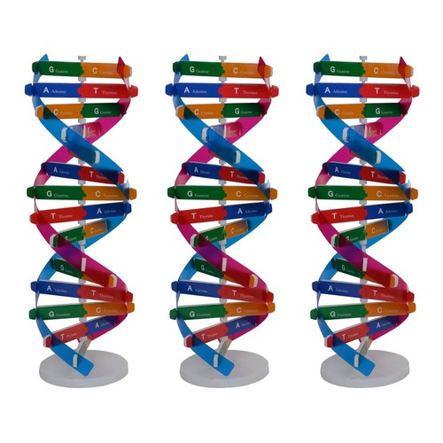 Kit modelli dna doppia - kit,