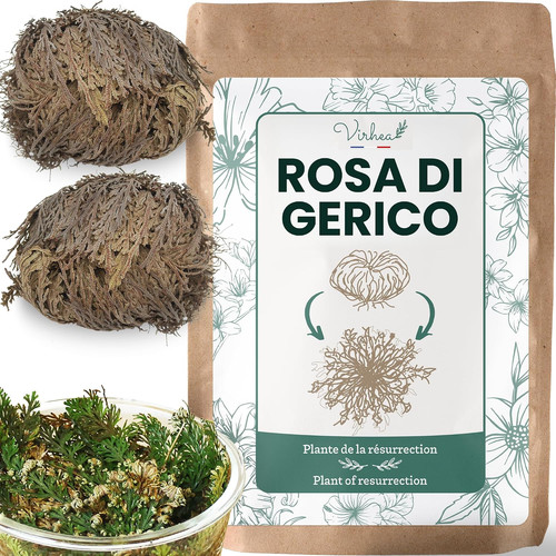 Rosa gerico pianta - rosa, –