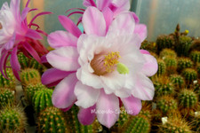 "PINK NORHEIM" Hildewintera