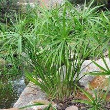 CYPERUS ALTERNIFOLIUS - (Falso Papiro) N.3 Talee