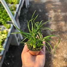 Beaucarnea multi | Pony Tail