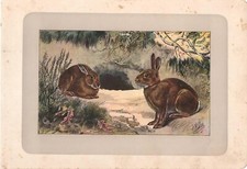 Stampa antica CONIGLIO SELVATICO EUROPEO 1907 Antique print