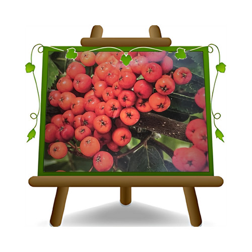 Sorbus aucuparia pianta - sorbus,