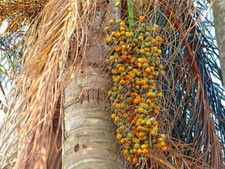 10 SEMI DI PALMA Cocos plumosa" palma californiana"+ SPEDIZIONE GRATUITA