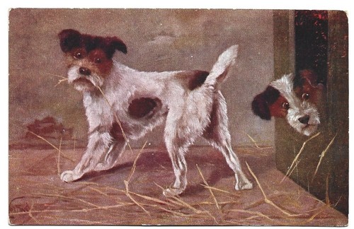 Antica cartolina animali cane - animali:,
