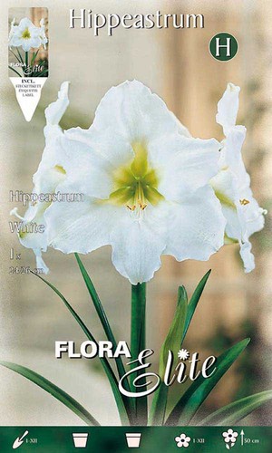 Bulbi autunnali amaryllis - bulbi,