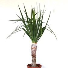 Dracaena draco - 130cm hoch Drachenbaum | Kanarischer Drachenbaum