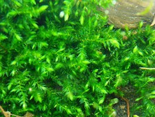 Muschio sorgente gigante