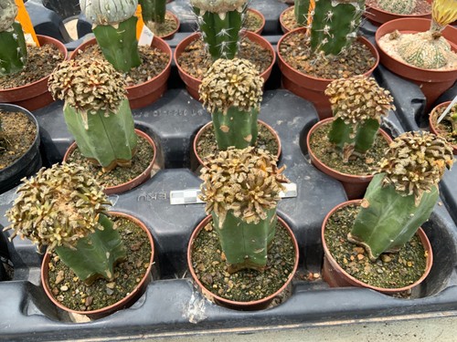 Wholesale pack mammillaria - pack,