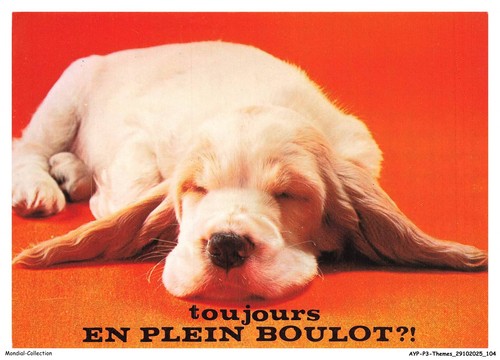 Aypp3 0220 animali - aypp3-0220-animali,