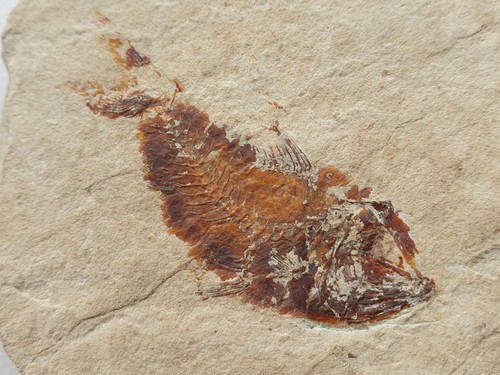 Splendidi pesci fossili - splendidi,