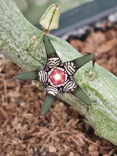 Rhytidocaulon macrolobum