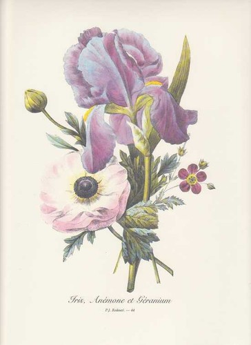 Iris - geranio, anemone